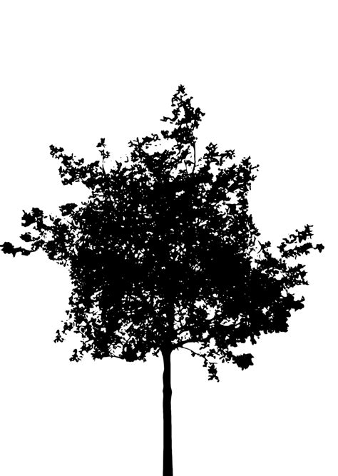 Tree | Free Stock Photo | Illustration of a tree silhouette | # 15113