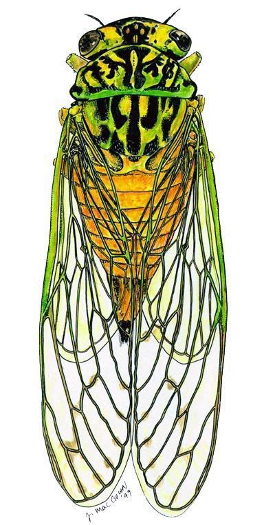 Cicada in Watercolor by Joe McGown= so cool. Description from pinterest.com. I searched for this ...