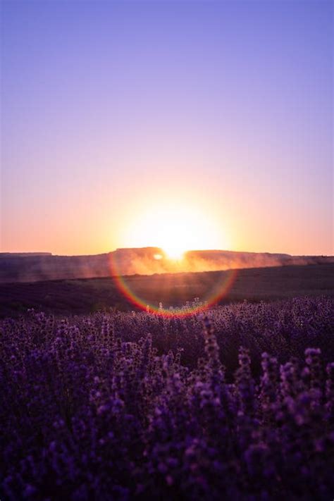 Sunrise over Lavender Field · Free Stock Photo