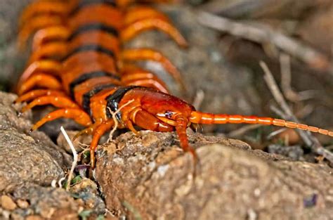 Are Centipedes Poisonous or Dangerous? - IMP WORLD