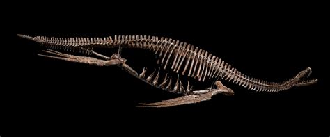 A Mounted Plesiosaur Skeleton | Natural History | Science & Popular ...