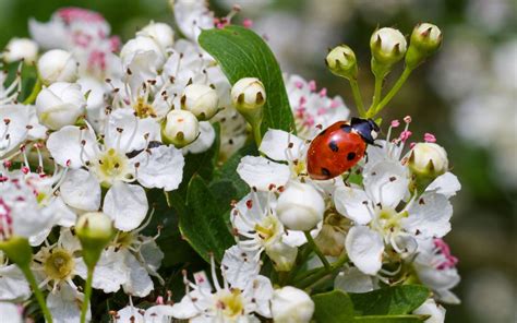 How to get rid of ladybugs in your house | Homes & Gardens