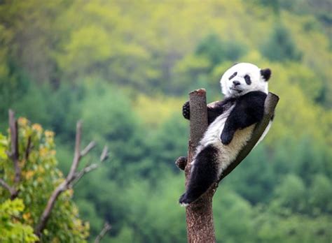 Sichuan Province, home of Giant Panda, woos international tourists in Prague - Global Times