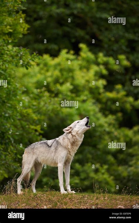 A Grey wolf or gray wolf howling in a field (Canis lupus Stock Photo ...