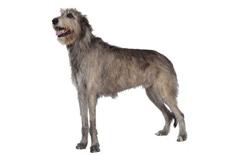 Irish Wolfhound (character, nutrition, care)