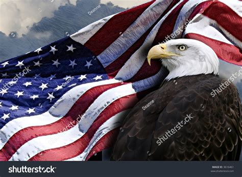 Patriotic Eagle And American Flag. Stock Photo 3616461 : Shutterstock