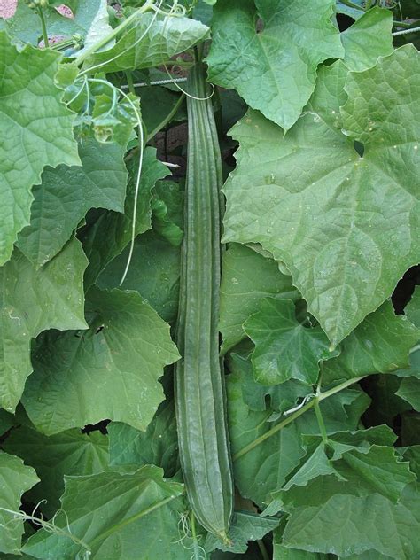 Amazon.com : Luffa acutangula | Angled Loofah | Chinese Okra | Ribbed ...