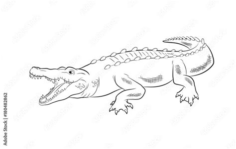 Crocodile Drawing Vector Illustration Stock Vector | Adobe Stock