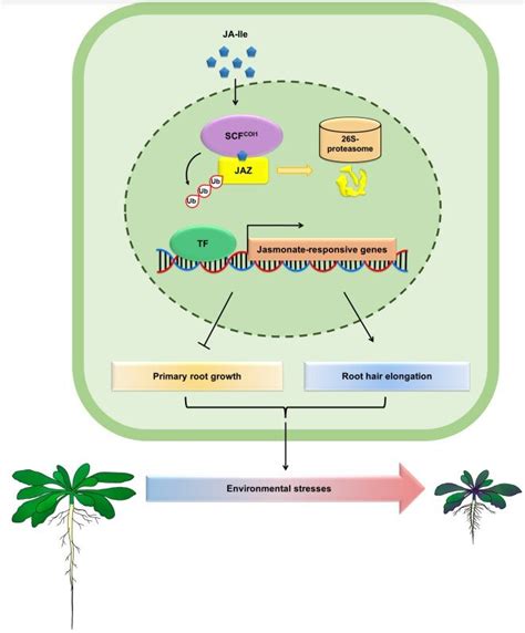 Regulatory effects of jasmonate on root growth inhibition and root hair elongation