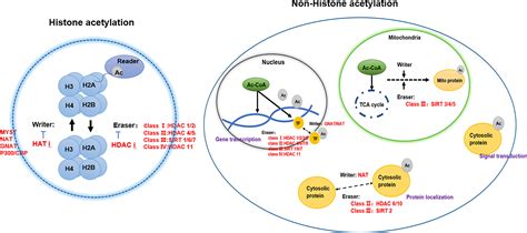 Frontiers | The role of protein acetylation in carcinogenesis and targeted drug discovery