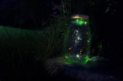 Keeping the Lights Burning: The Status of Fireflies in the United States and Canada | Xerces Society