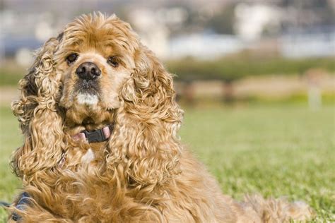 16 Razas de perro de OREJAS GRANDES y cómo cuidarlas - Redcanina