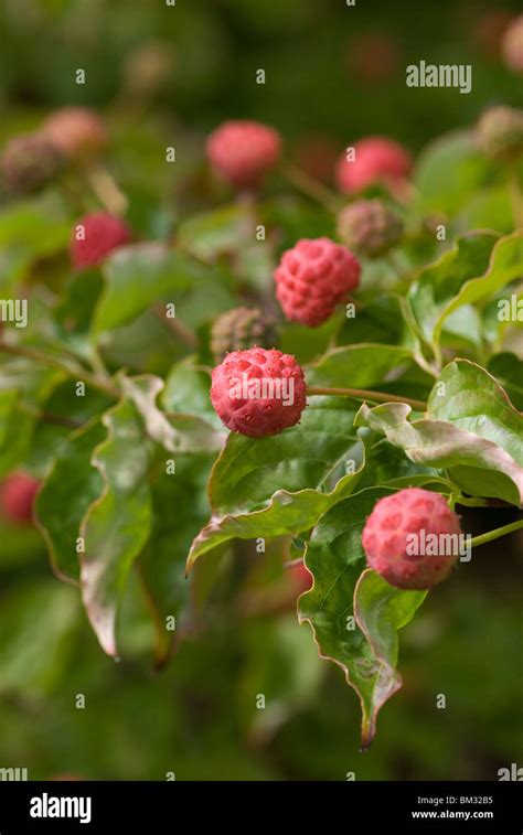 Cornus kousa fruit bodies Stock Photo - Alamy