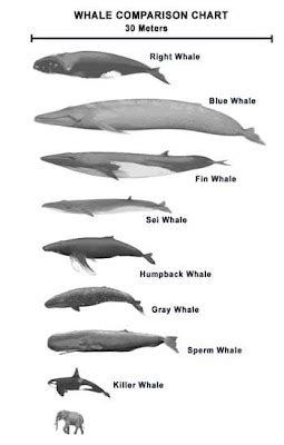 Cape Point Route: Why do Whales Breach?