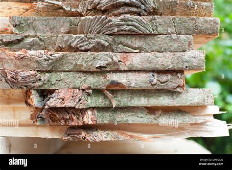 Tree planks hi-res stock photography and images - Alamy