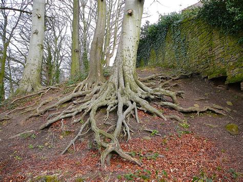 Tree roots | Flickr - Photo Sharing!