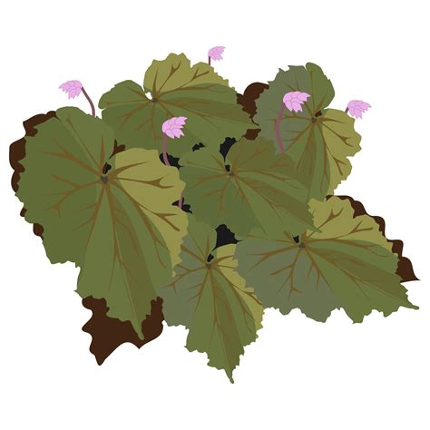 Begonia - Clip Art Library