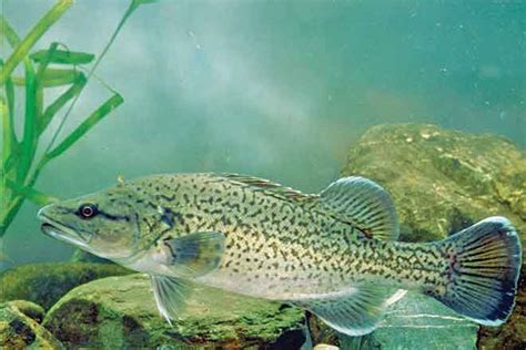 Near extinct trout cod fight back - Bush 'n Beach Fishing Magazine