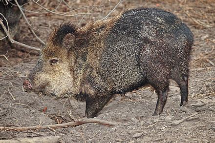 javelina - Wiktionary, the free dictionary