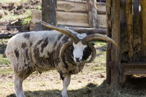 Photograph of a multi-horned Jacob ram with fully grown horns at ...