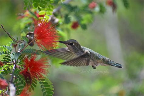 Desert Breeze Hummingbird Habitat - Chandler, AZ : r/wildlifephotography