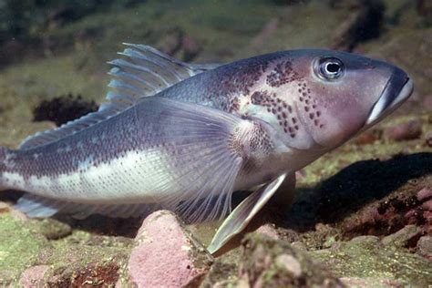 Blue cod – Coastal fish – Te Ara Encyclopedia of New Zealand