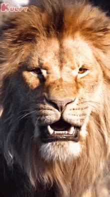 Lion Roar GIFs | Tenor