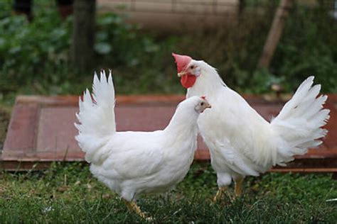 Gallinas Blancas Leghorn: Todo lo que necesitas saber sobre esta raza - RevistaBoletinBiologica ...