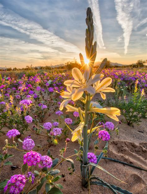 Desert Lily Preserve | MowryJournal.com