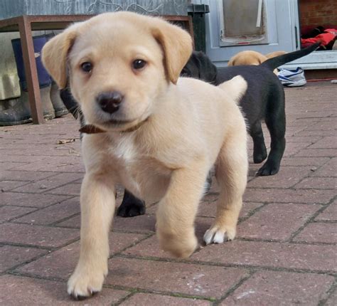 Golden Lab Puppy by horsecrazy2010 on DeviantArt