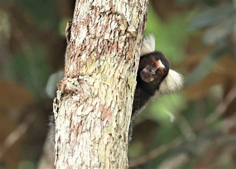 Common Marmoset (Callithrix jacchus) — Coke Smith Wildlife