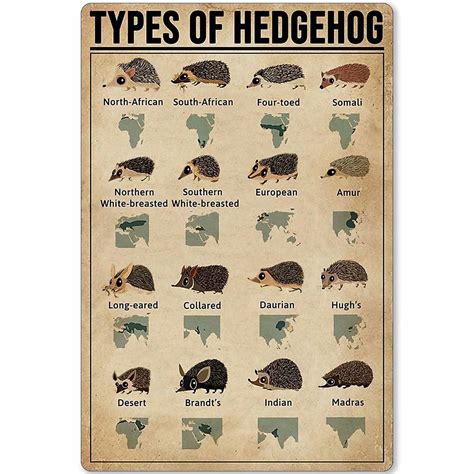 Hedgehog Breeds