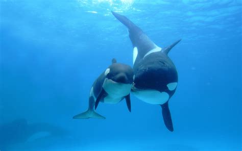 Baby Orca and Parent HD Wallpaper