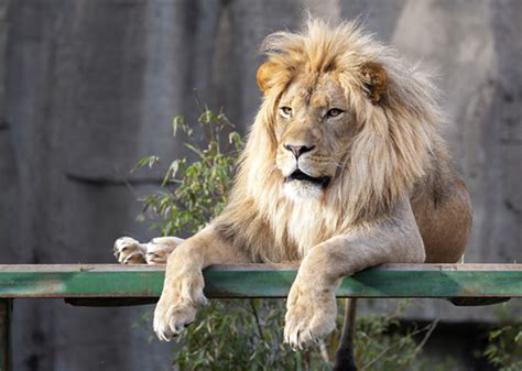 African Lion - San Francisco Zoo & Gardens