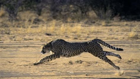 Where the cheetah’s speed comes from | Latest News India - Hindustan Times