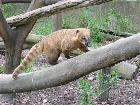 Coati,creature,predator,bear,animal - free image from needpix.com