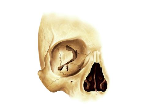 Orbital Cavity Photograph by Asklepios Medical Atlas - Pixels