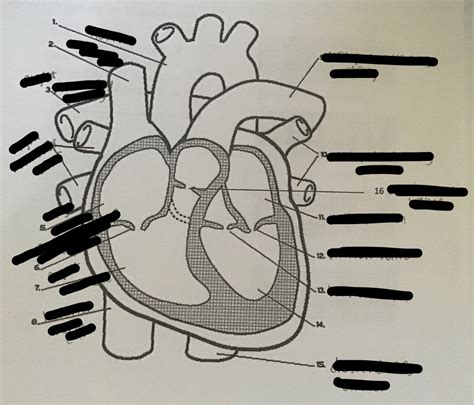 Heart Diagram | Quizlet