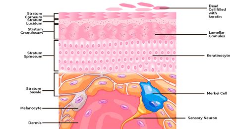 Difference Between Keratinized and Non-Keratinized Epithelium ...