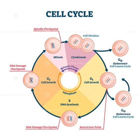 Cell cycle vector illustration - VectorMine