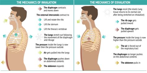 Mechanics of inhalation_exhalation - Sequence Wiz