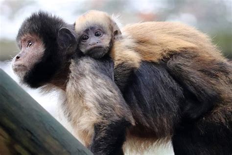 Capuchin - A-Z Animals