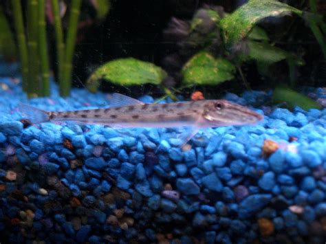 Horseface Loach Care (Acantopsis choirorhynchos) - Aquarium API