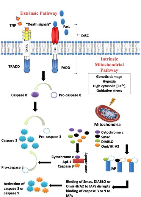 The intrinsic and extrinsic pathways of apoptosis. | Download Scientific Diagram