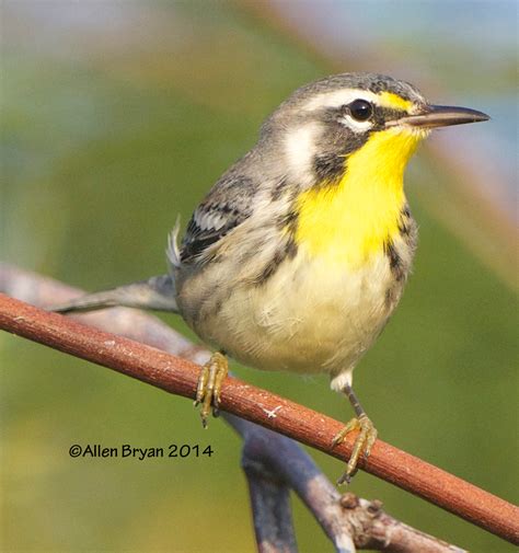 Yellow-throated Warbler | VisitingNature