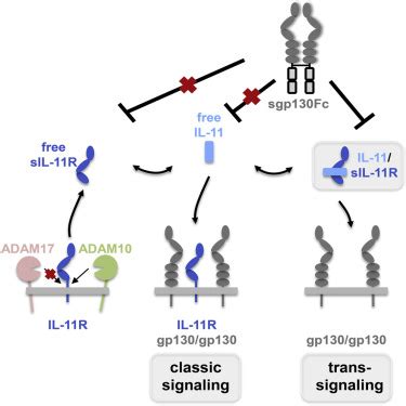 Proteolytic Cleavage Governs Interleukin-11 Trans-signaling: Cell Reports