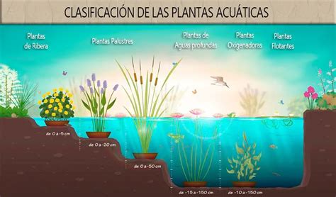 Plantas Acuáticas: Tipos, Nombres Y Características