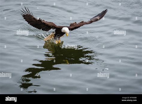 Bald eagle landing hi-res stock photography and images - Alamy