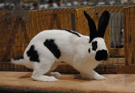 American Checkered Giant | Rabbit photos, Rabbit breeds, Rabbit pose