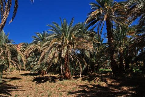 The Oasis in Sahara Desert, Sudan, Africa Stock Photo - Image of rock ...